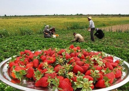 ایجاد ۲ خوشه صنعتی توت‌فرنگی و گردشگری در کردستان