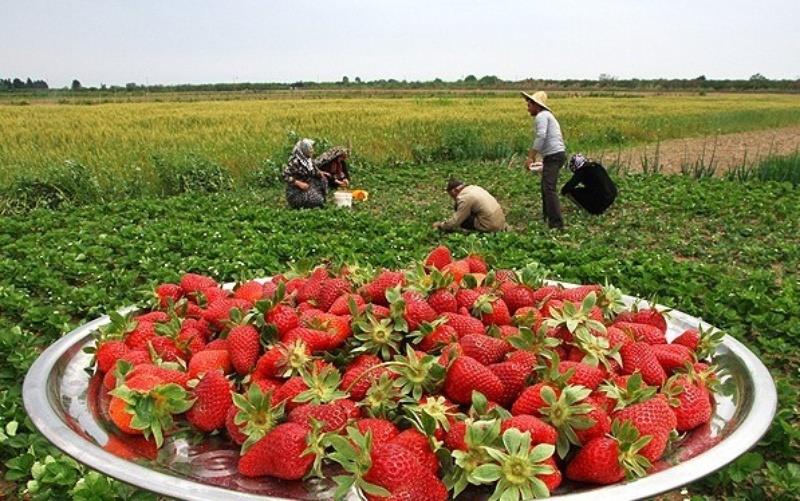 ایجاد ۲ خوشه صنعتی توت‌فرنگی و گردشگری در کردستان