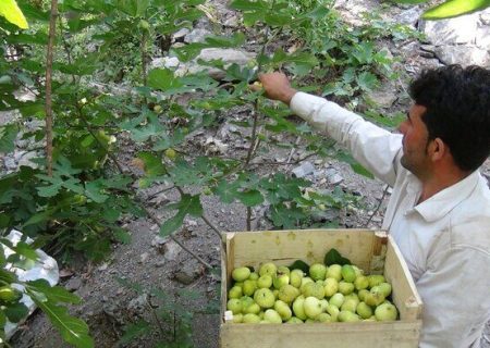 آغاز برداشت انجیر از باغات سرو آباد کردستان
