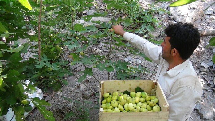 آغاز برداشت انجیر از باغات سرو آباد کردستان