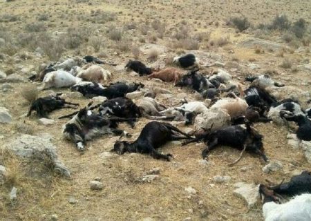 تلف شدن یک گله گوسفند بر اثر تصادف در بیجار