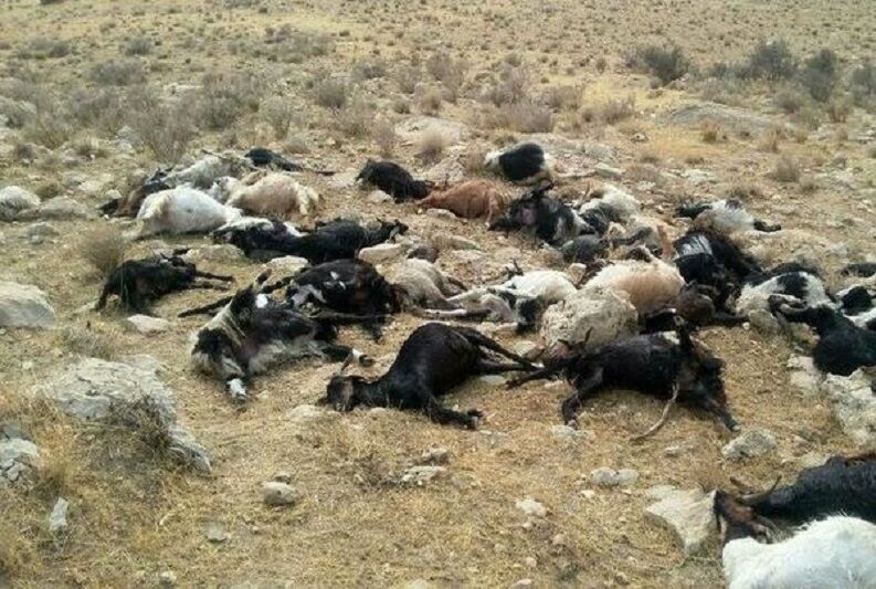 تلف شدن یک گله گوسفند بر اثر تصادف در بیجار