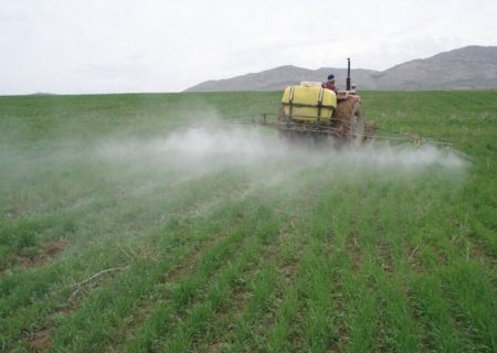 زارعان کردستانی در مزارع گندم و جو اقدام به مبارزه با علف‌های هرز و سن غلات کنند
