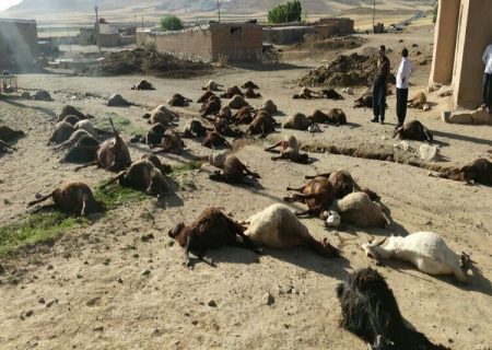 گله ۲۰۰ راسی گوسفند در روستای مشیرآباد قروه تلف شد