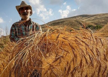 ۳۶ درصد مطالبه گندمکاران کردستانی واریز شده است