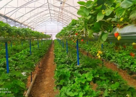 مریوان؛ آغاز یک نهضت گلخانەای در کردستان