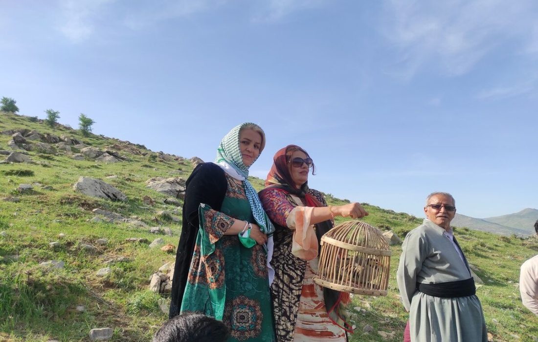 ۲۳ قطعه کبک وحشی در مریوان رهاسازی شد