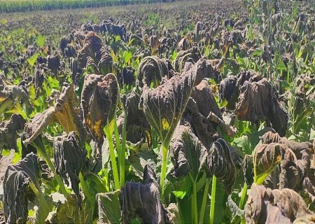 توصیه به کشاورزان کردستانی برای جلوگیری از سرمازدگی محصولات