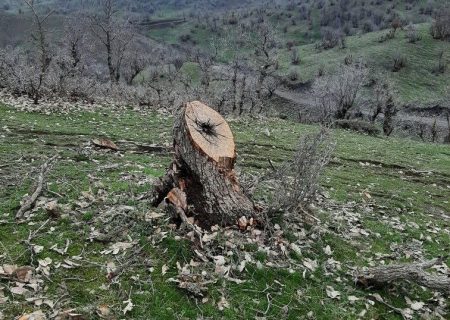 جنگل‌های مریوان در خطر تخریب