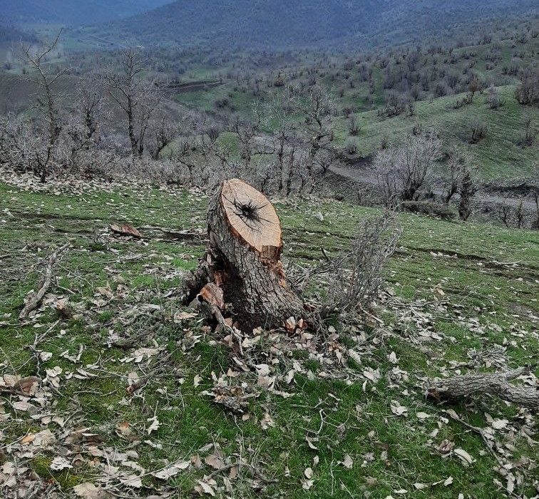 جنگل‌های مریوان در خطر تخریب