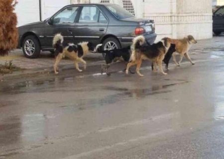 حمله دوباره سگهای ولگرد به یک کودک مریوانی