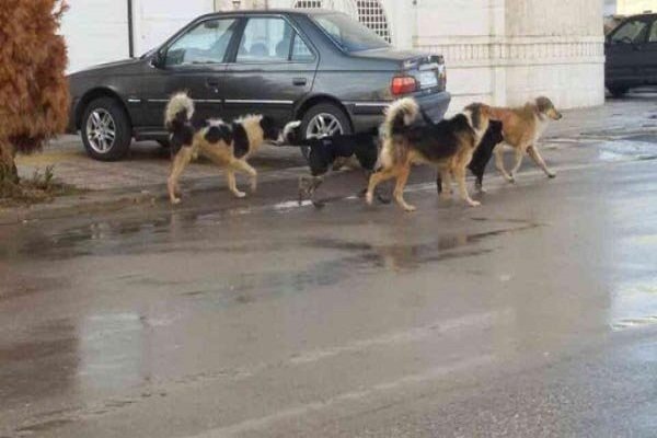 حمله دوباره سگهای ولگرد به یک کودک مریوانی