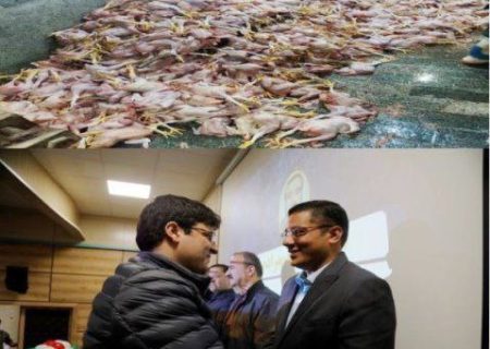 بیش از ۳.۵ تن مرغ عفونی از چرخه مصرف در کشتارگاه مریوان خارج شد