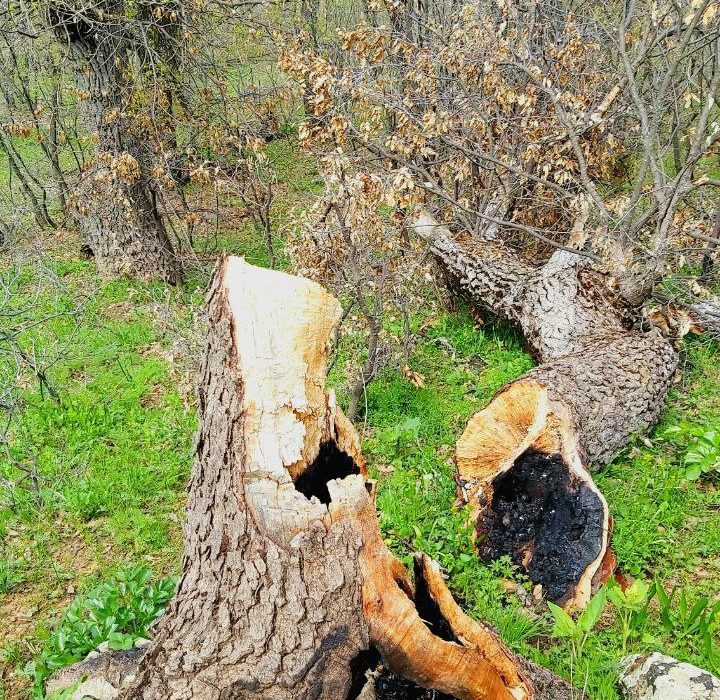 داستان تکراری قطع درختان بخش سرشیو روستای وشکلان