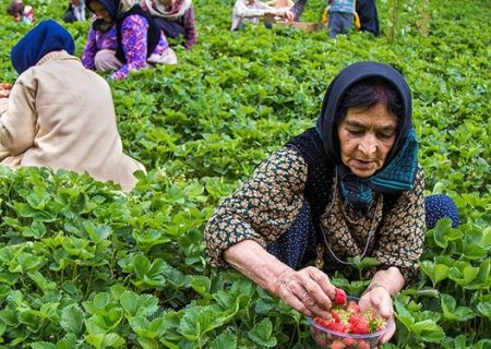 57 درصد توت‌فرنگی‌های کشور را کردستان تولید می کند