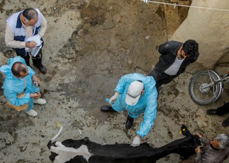 بیش از ۱۶ هزار راس دام در کردستان مایه‌کوبی شد