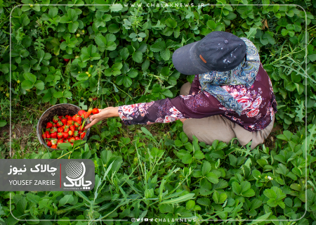 طلای سرخ کوردستان (توت فرنگی)