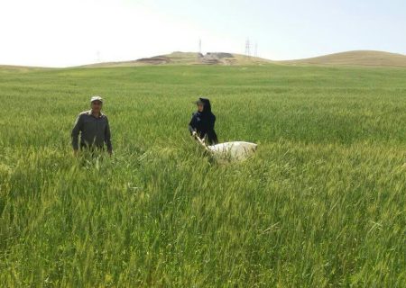 مبارزه با آفت سن در ۲۹۴ هزار هکتار از مزارع کردستان انجام شد