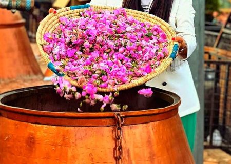 برگزاری دومین جشنواره گلاب‌گیری در سنندج