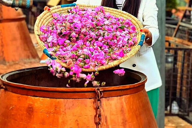برگزاری دومین جشنواره گلاب‌گیری در سنندج