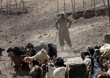 نقل و انتقال دام زنده در استان کردستان ممنوع شد