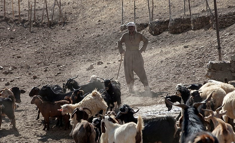نقل و انتقال دام زنده در استان کردستان ممنوع شد