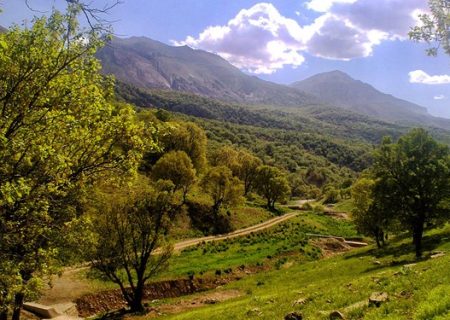 زمینه ثبت مریوان به عنوان پایتخت بلوط ایران فراهم می‌شود