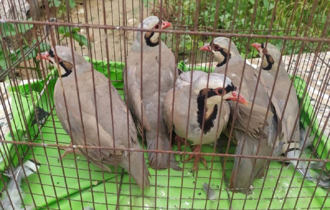 ۱۳ قطعه کبک وحشی از دست شکارچی قدیمی در سنندج نجات یافت