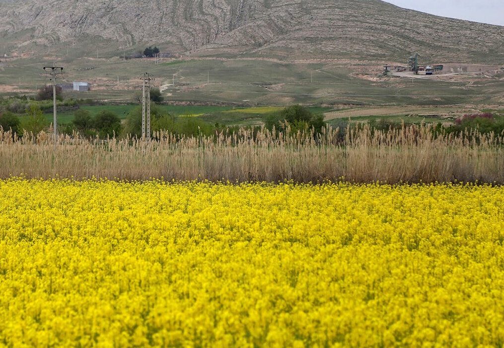 ۱۰۰ درصد مطالبات کلزاکاران کردستانی پرداخت شد