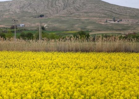 ۱۰۰ درصد مطالبات کلزاکاران کردستانی پرداخت شد