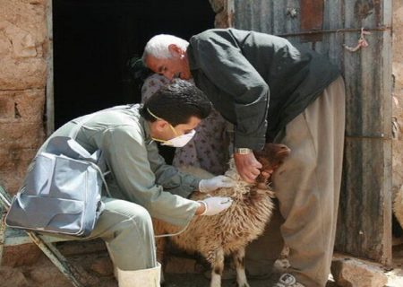 بیش از یک میلیون راس دام در کردستان علیه طاعون نشخوارکنندگان کوچک واکسینه شد