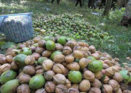 پیش‌بینی برداشت بیش از ۲۳ هزار تن گردو در کردستان