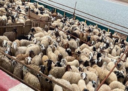 نظارت‌های پست قرنطینه دامی مرز باشماق ضامن تداوم صادرات محصولات دامی