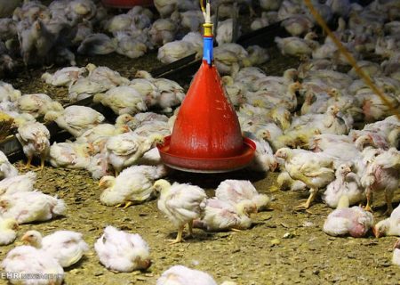 تولیدکنندگان مرغ گوشتی توصیه‌های بهداشتی را جدی بگیرند