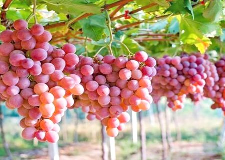 پیش بینی تولید ۱۶۰ هزار تن انگور در کردستان