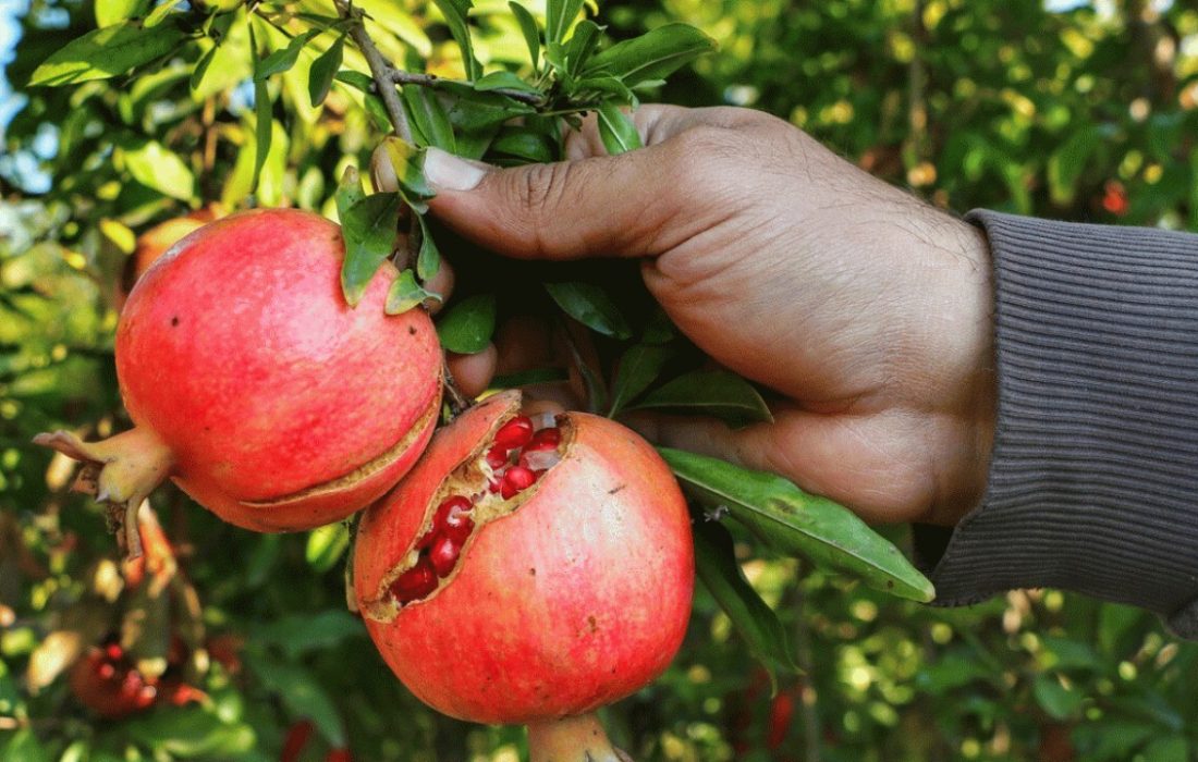 آغاز برداشت انار در کردستان