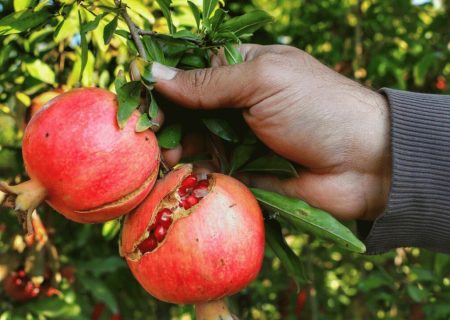 آغاز برداشت انار در کردستان
