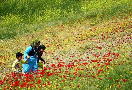 شناسایی ۲۳۰۰ گونه گیاهی در کردستان