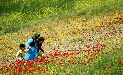 شناسایی ۲۳۰۰ گونه گیاهی در کردستان