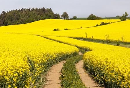 ۳۸۱۸ هکتار از اراضی کشورزی کردستان زیر کشت کلزا می رود