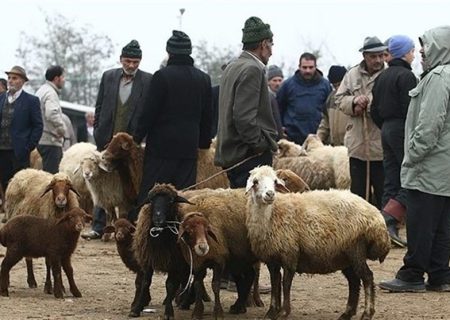 خروج دام زنده از استان کردستان ممنوع شد