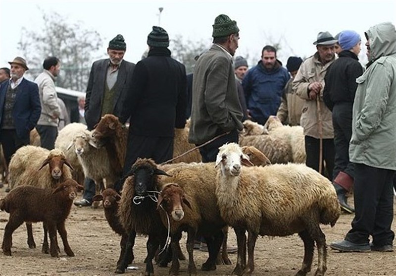 خروج دام زنده از استان کردستان ممنوع شد