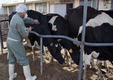 مرحله دوم مایه‌کوبی تب برفکی در کردستان آغاز شد