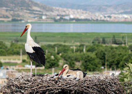 شهر لک لک‌های مریوان، اولین زیستگاه ثبتی در کشور می‌شود