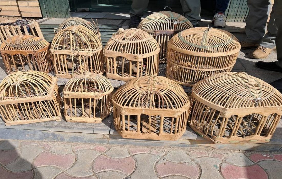 نجات ۹ قطعه کبک وحشی از شکارچیان متخلف در سقز