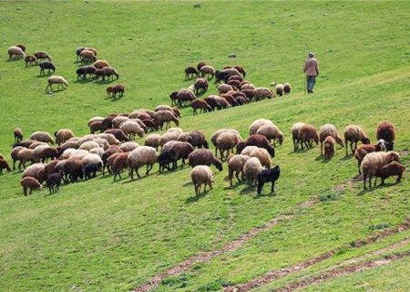 ورود هرگونه دام مازاد به مراتع کردستان ممنوع