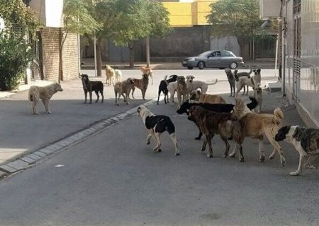 سگ های ولگرد به زن مریوانی حمله کردند