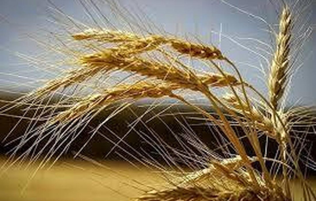 افزایش ۴۰ درصدی تولید گندم در مریوان