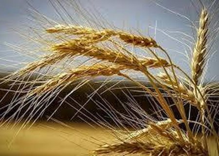 افزایش ۴۰ درصدی تولید گندم در مریوان