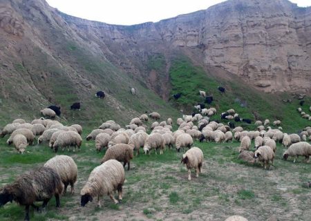 ۷۶ رأس احشام سبک قاچاق در مرز مریوان مهار شد